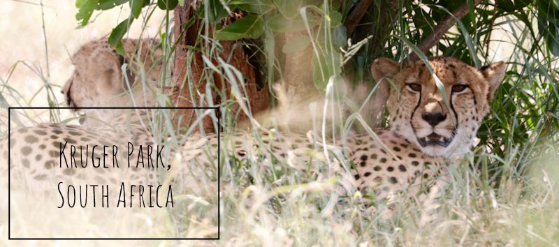 Read more about the article My 10 best tips for Safari at Kruger National Park, South Africa